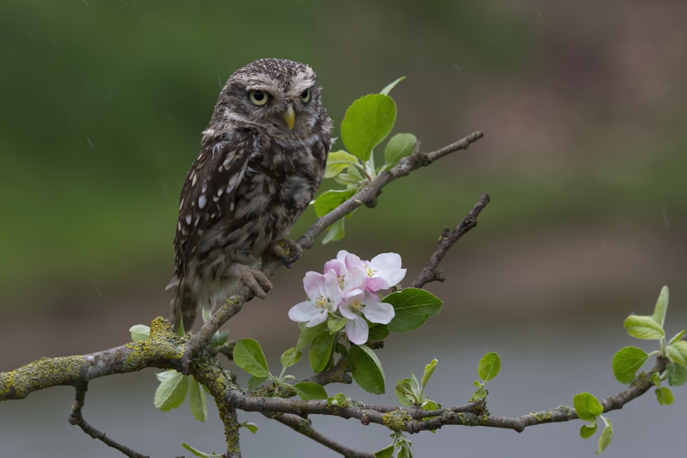 a small owl perched on a branch with flowers