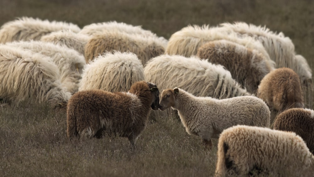 a herd of sheep standing on top of a grass covered field