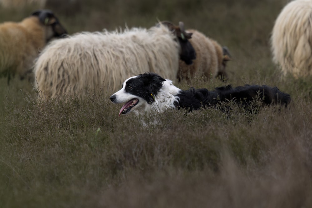 a black and white dog laying in a field of sheep