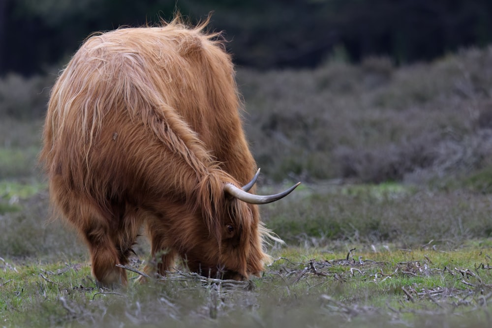 an animal with long horns grazing in a field