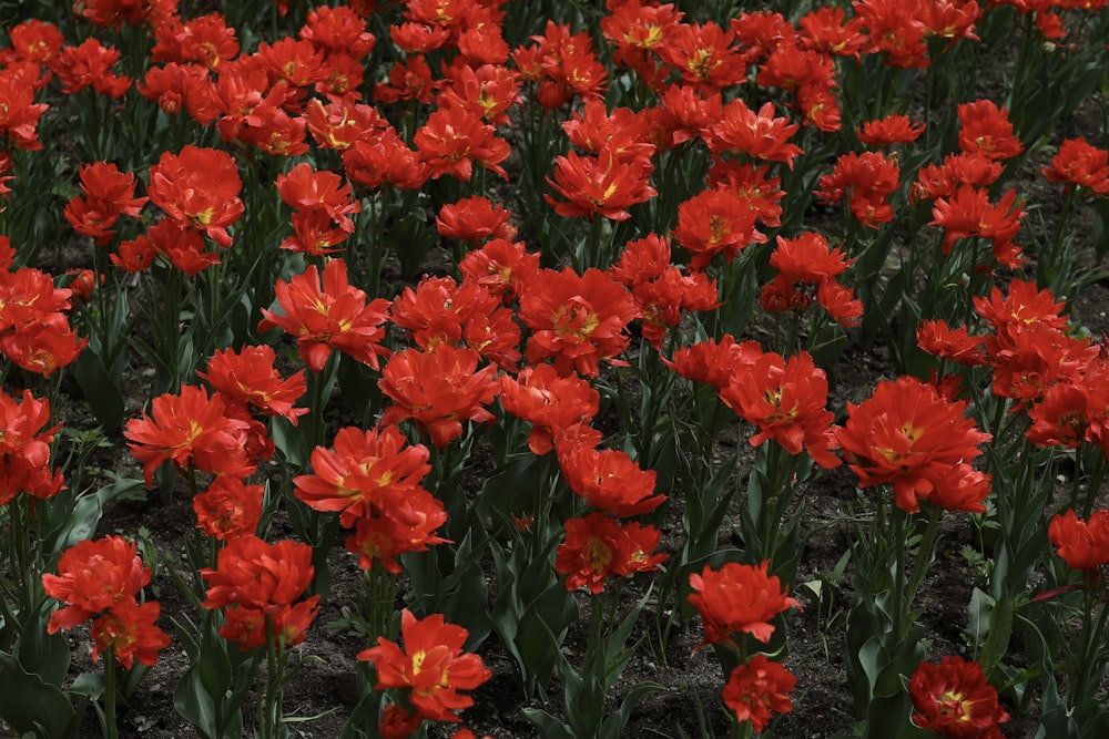 Un campo de flores rojas con centros amarillos