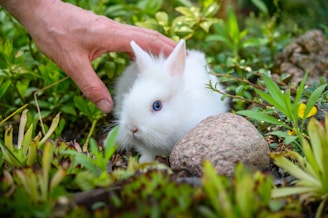A curious rabbit nestled in a child's hands during an outdoor mediation session.