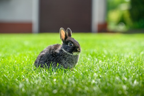 A small black rabbit sits on lush green grass, appearing alert with its ears perked up. The background is softly blurred, suggesting a sunny outdoor setting.