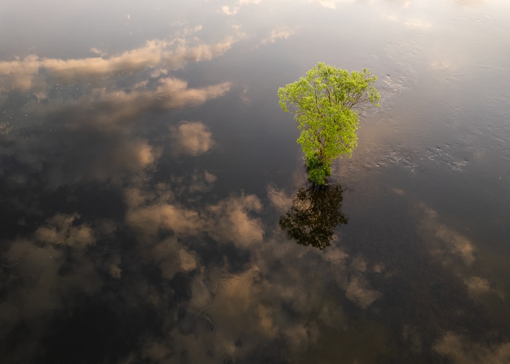 a lone tree in the middle of the water