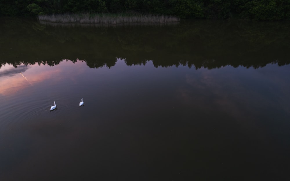 two swans swimming in a lake at sunset