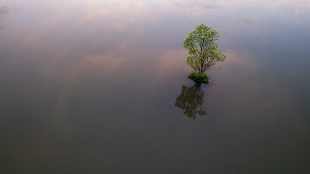 a lone tree in the middle of a lake