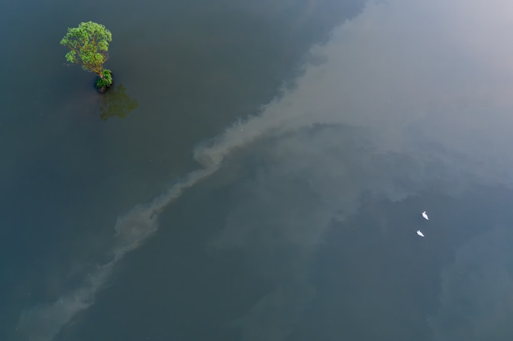 a lone tree in the middle of a body of water