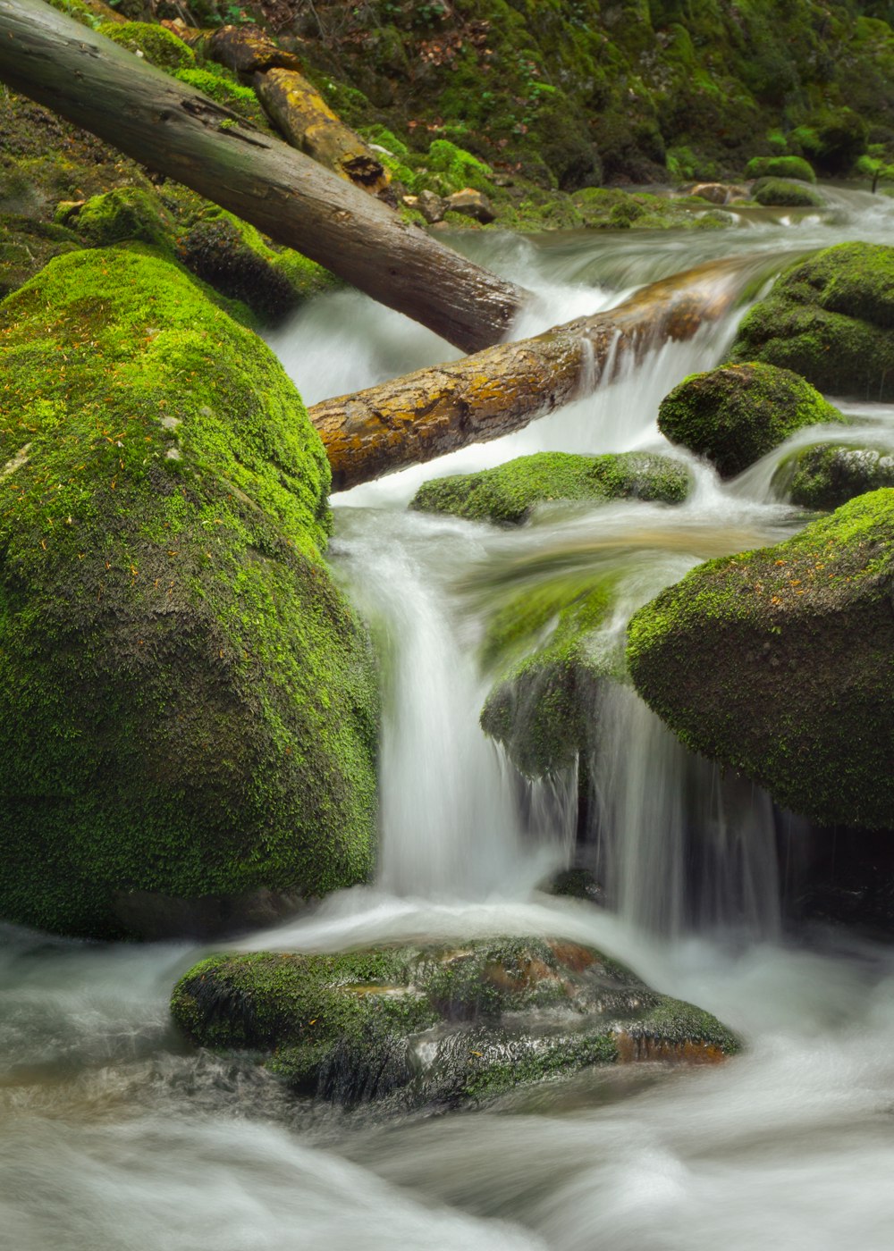 a small stream running through a lush green forest