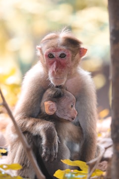 A mother monkey cradles her baby in her arms, surrounded by a natural environment with soft, out-of-focus foliage in the background. The mother's face shows a protective and gentle expression, while the baby looks peacefully nestled against her.