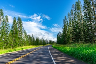 the road is lined with trees and grass