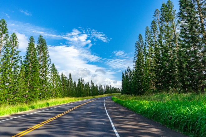 the road is lined with trees and grass