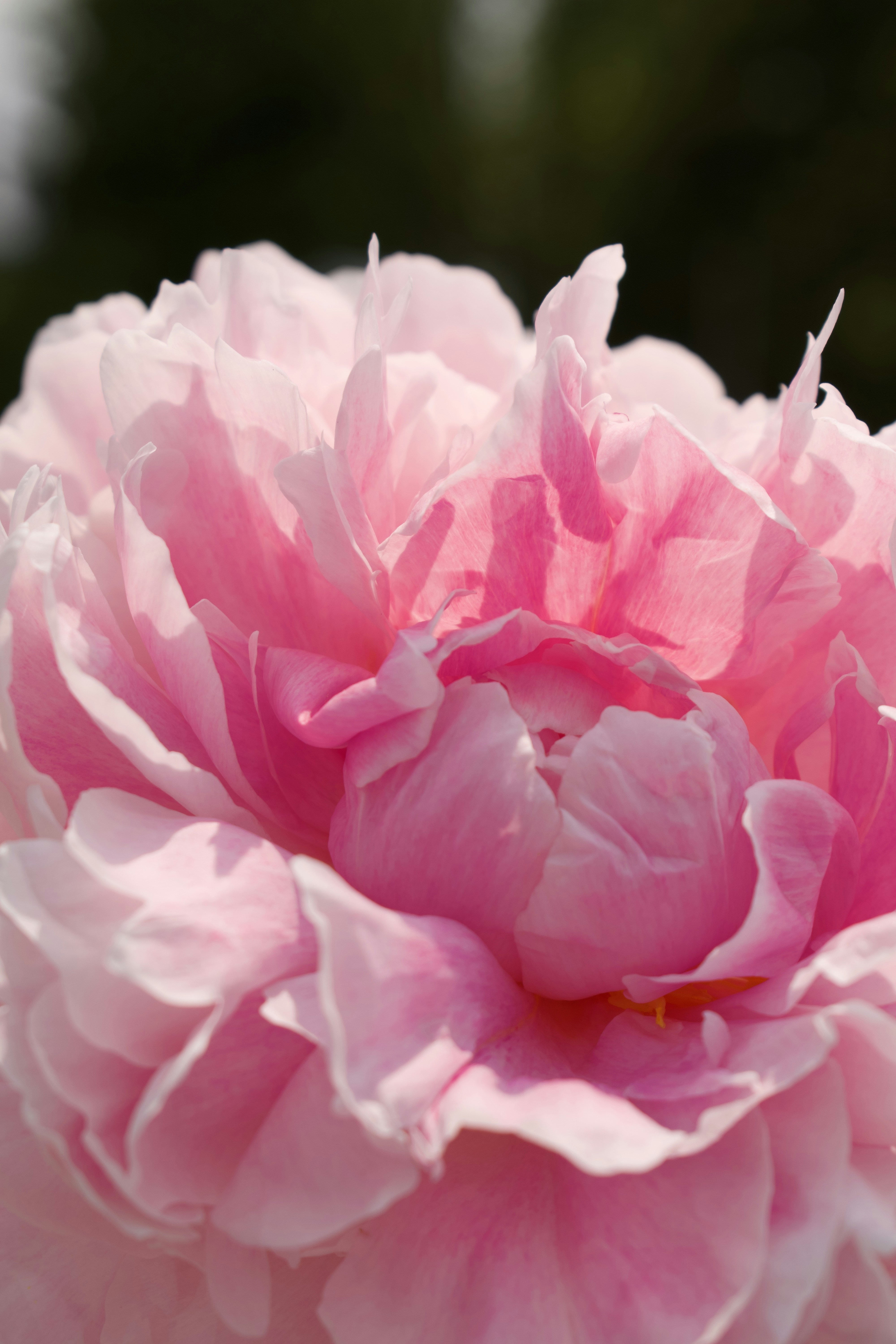 a close up of a pink flower with a blurry background