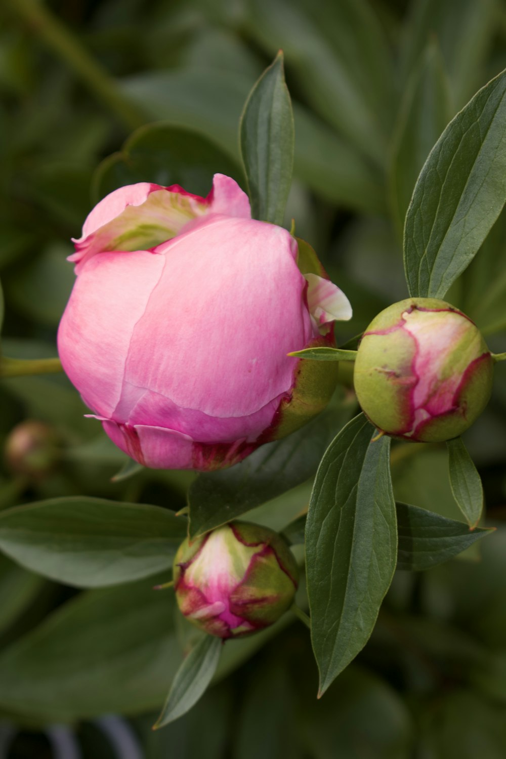 a pink flower with green leaves and buds