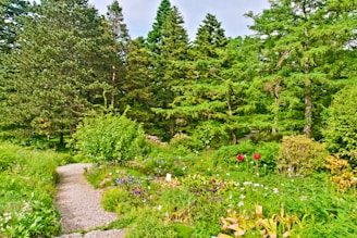 A vibrant Brazilian garden with lush plants, colorful flowers, and a winding stone pathway under a bright sky.