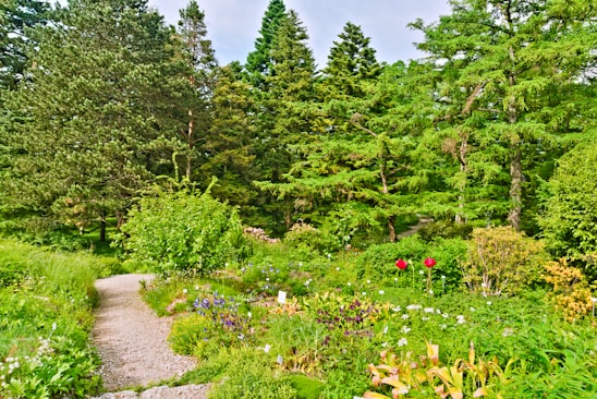 A vibrant Brazilian garden with lush plants, colorful flowers, and a winding stone pathway under a bright sky.