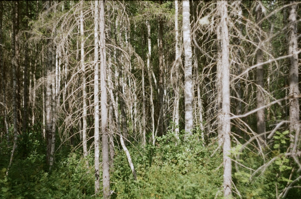 Ein Wald mit vielen hohen Bäumen