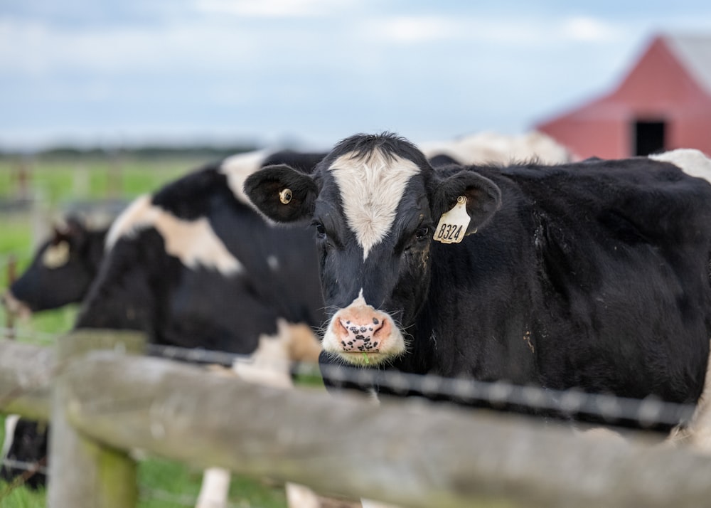 a close up of a black and white cow behind a fence