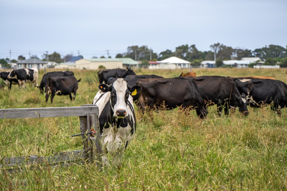 a herd of cows grazing on a lush green field