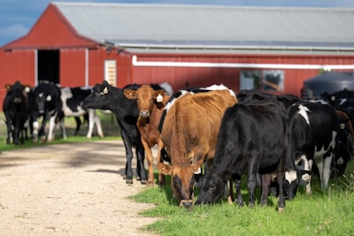 A group of black and brown cows is grazing on green grass near a red barn. The barn has a corrugated metal roof, and some of the cows are standing on a dirt path that leads toward the barn. The scene is set in a rural environment with a sunny atmosphere.