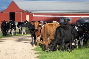 A group of black and brown cows is grazing on green grass near a red barn. The barn has a corrugated metal roof, and some of the cows are standing on a dirt path that leads toward the barn. The scene is set in a rural environment with a sunny atmosphere.