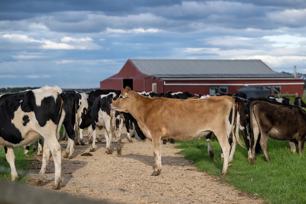 a herd of cows walking down a dirt road