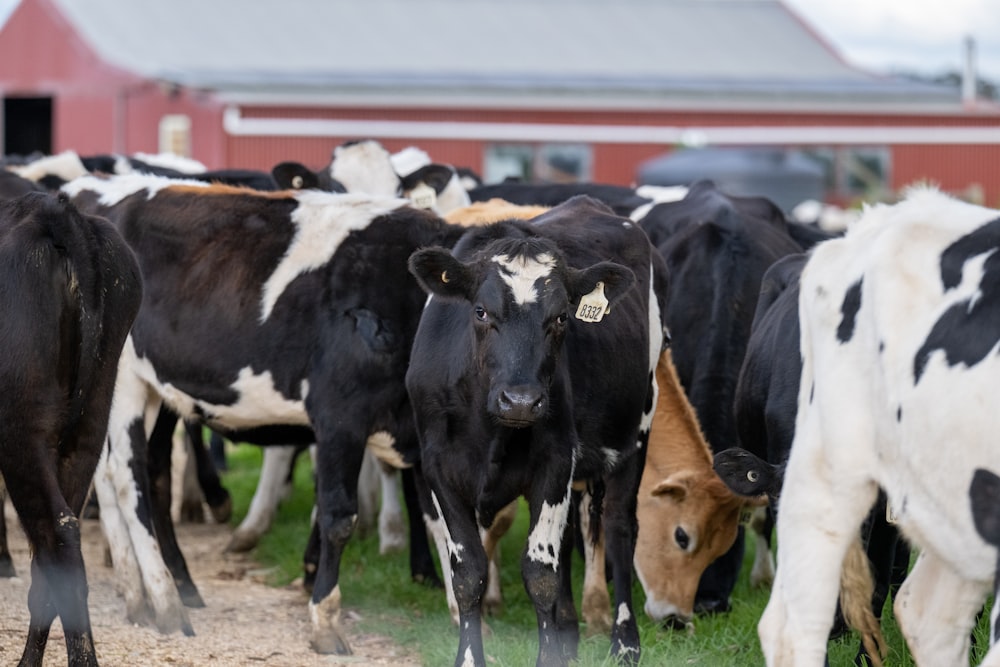 a herd of cows standing on top of a grass covered field