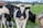 A close-up of a Holstein cow with a numbered ear tag standing in a green pasture. The foreground features the cow chewing on grass, while other cows are grazing in the background. A wooden fence and a red farm building can be seen in the distance.