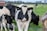 A close-up of a Holstein cow with a numbered ear tag standing in a green pasture. The foreground features the cow chewing on grass, while other cows are grazing in the background. A wooden fence and a red farm building can be seen in the distance.