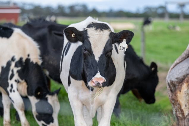 A close-up of a Holstein cow with a numbered ear tag standing in a green pasture. The foreground features the cow chewing on grass, while other cows are grazing in the background. A wooden fence and a red farm building can be seen in the distance.