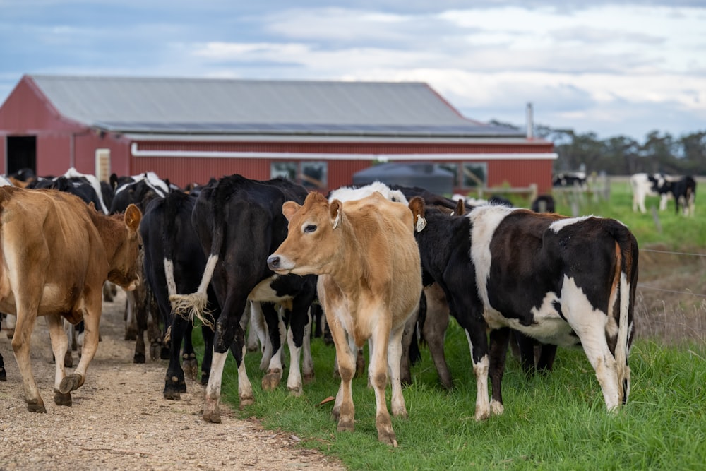 a herd of cows walking down a dirt road