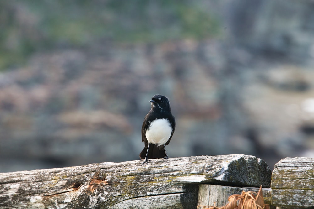 a black and white bird sitting on a log