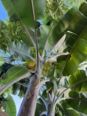a banana tree with lots of green leaves