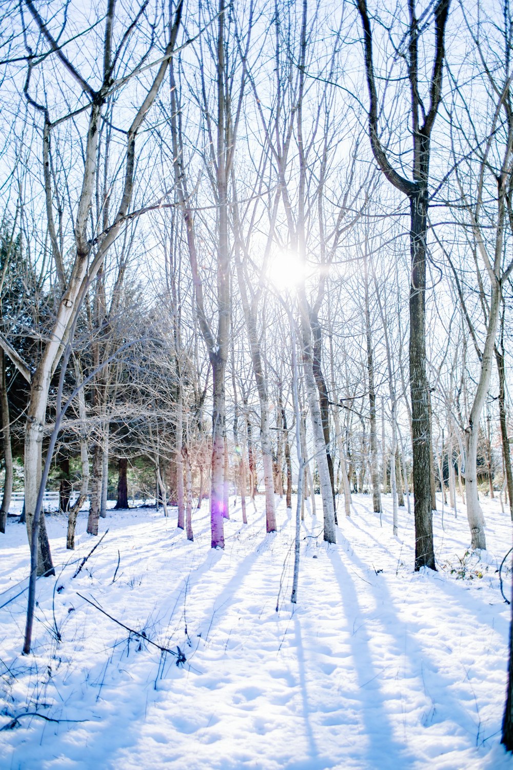 the sun is shining through the trees in the snow