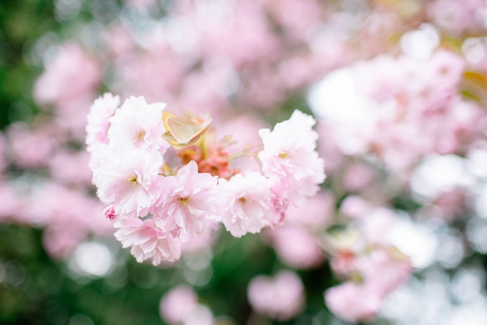 a close up of pink flowers on a tree