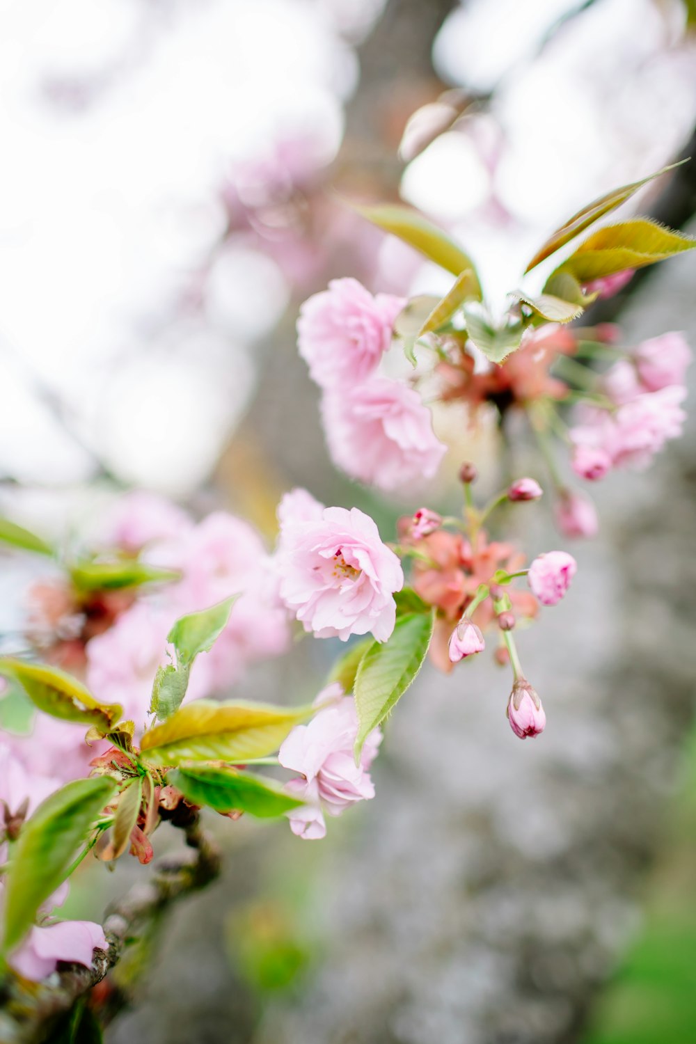 a branch of a tree with pink flowers