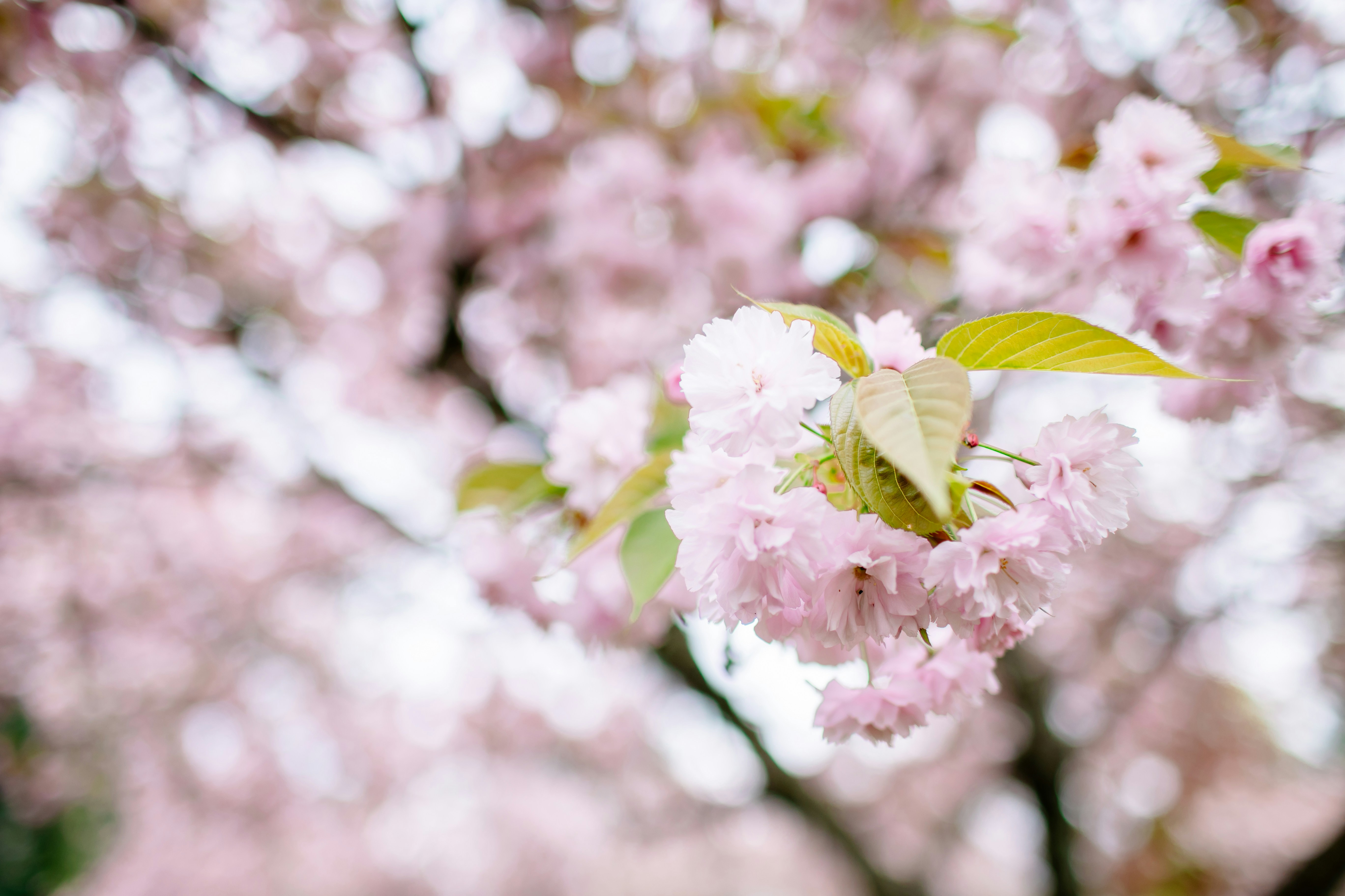a close up of a tree with pink flowers