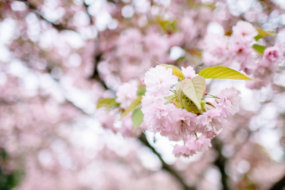 a close up of a tree with pink flowers