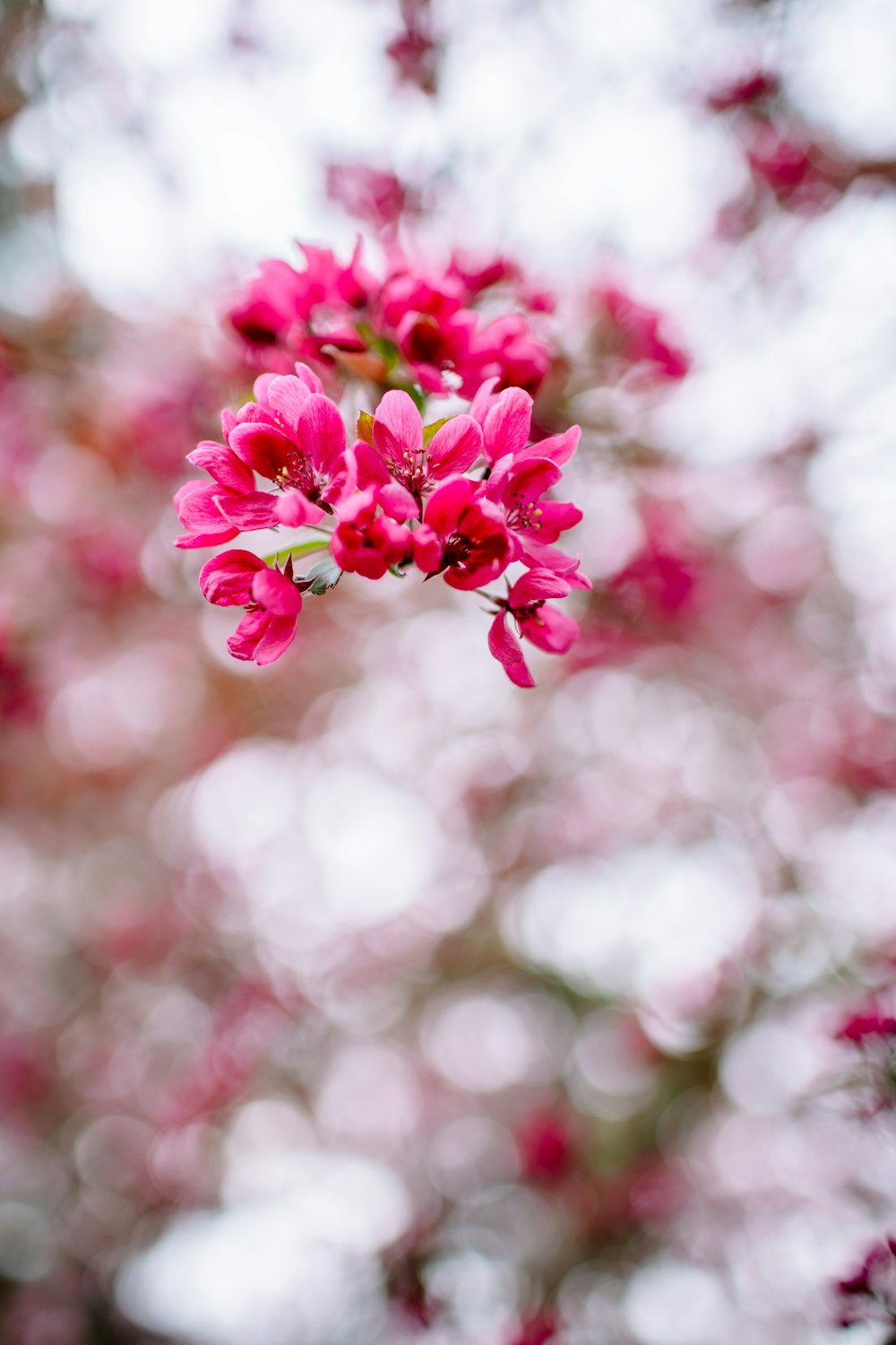 a bunch of pink flowers that are on a tree