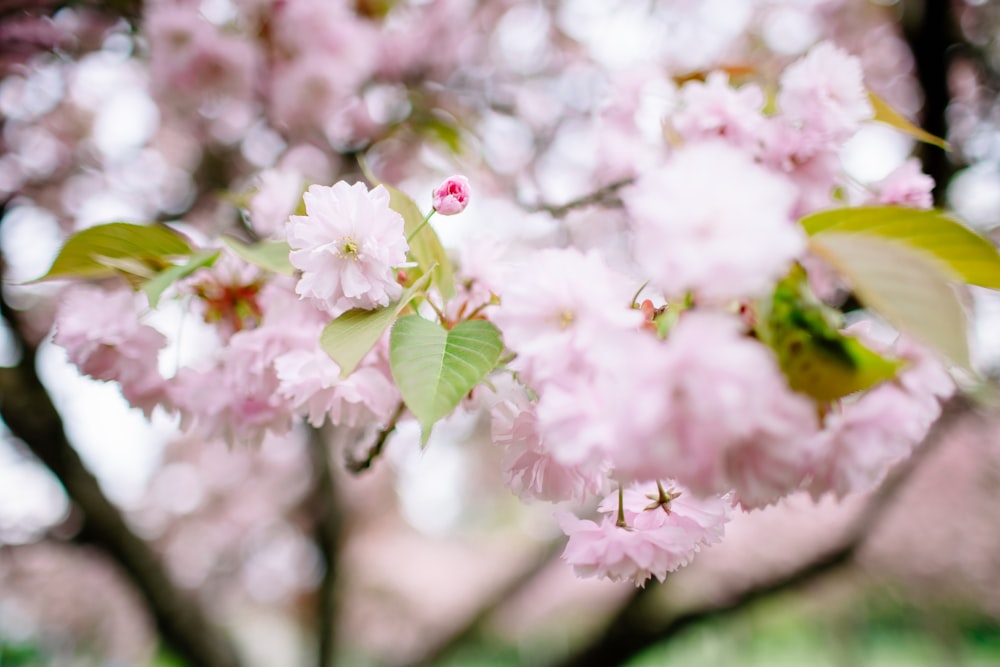 a close up of a tree with pink flowers