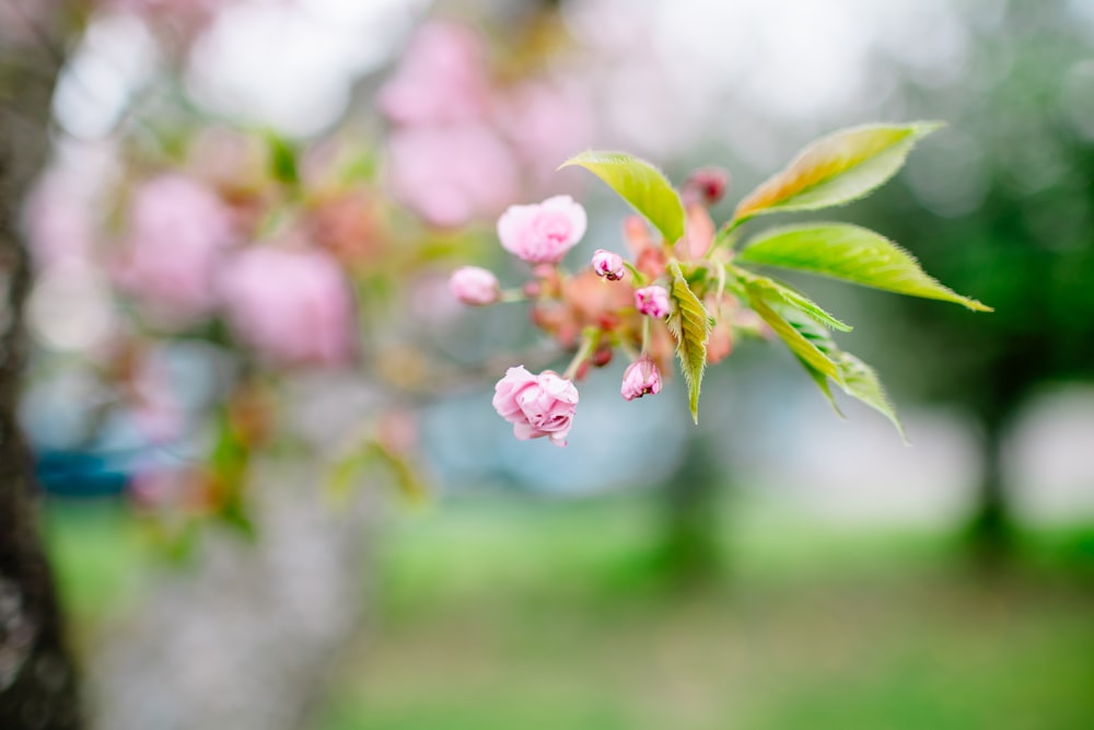 a branch of a tree with pink flowers