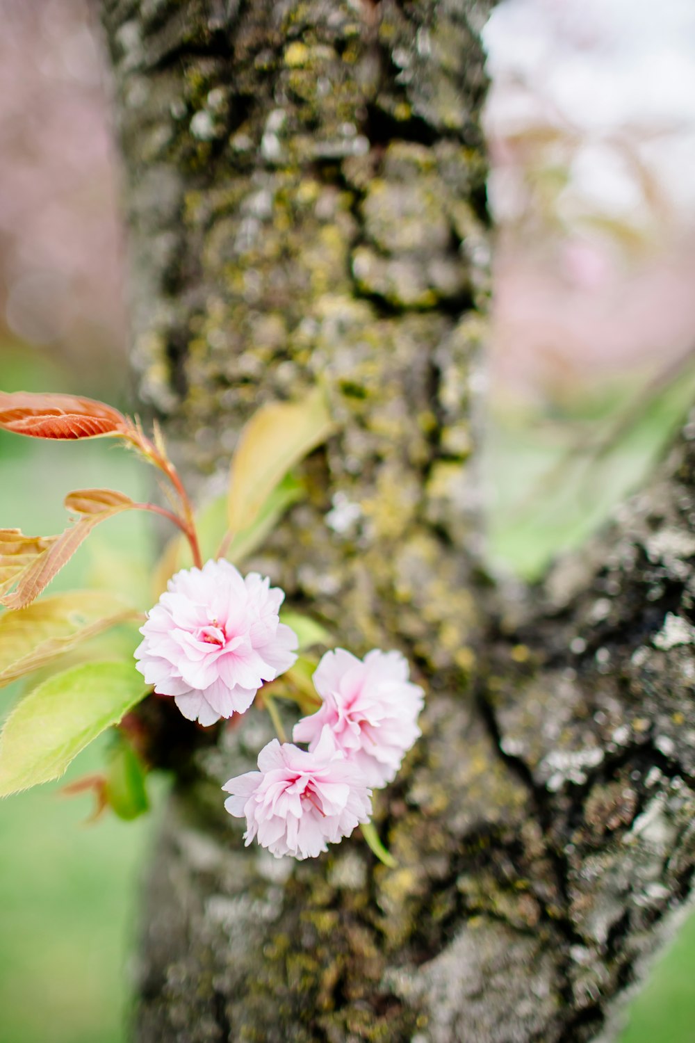 a branch of a tree with pink flowers on it