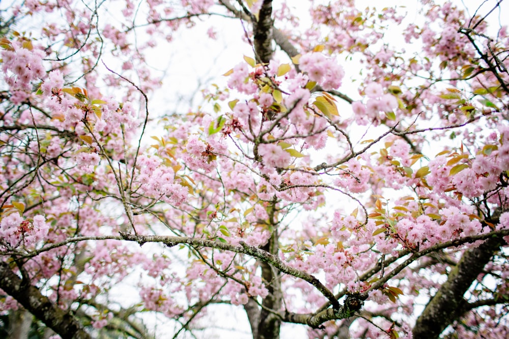 a tree filled with lots of pink flowers