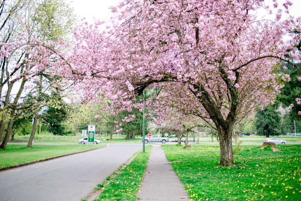 a tree filled with lots of pink flowers next to a sidewalk