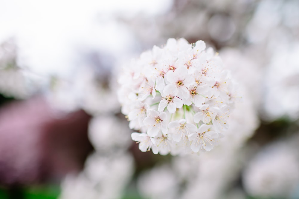 a close up of a white flower with blurry background