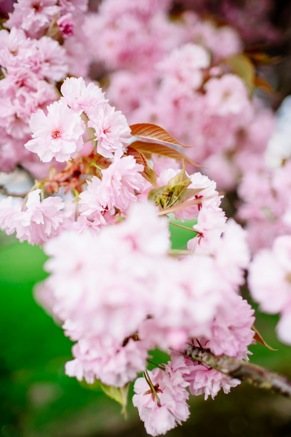 a close up of pink flowers on a tree