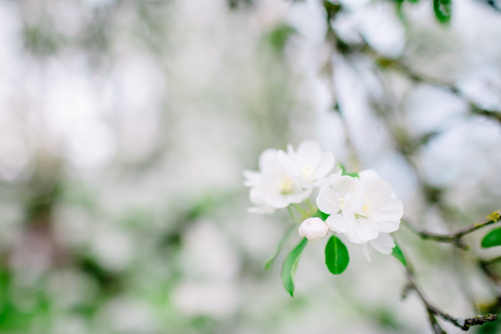a close up of a white flower on a tree branch