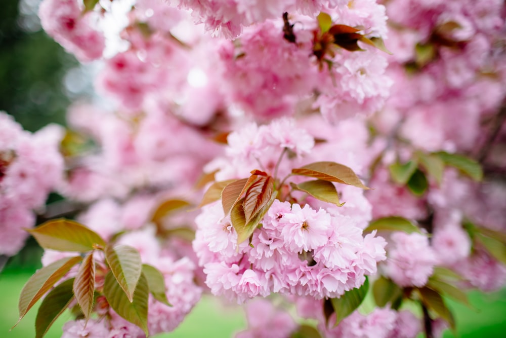 a bunch of pink flowers that are on a tree