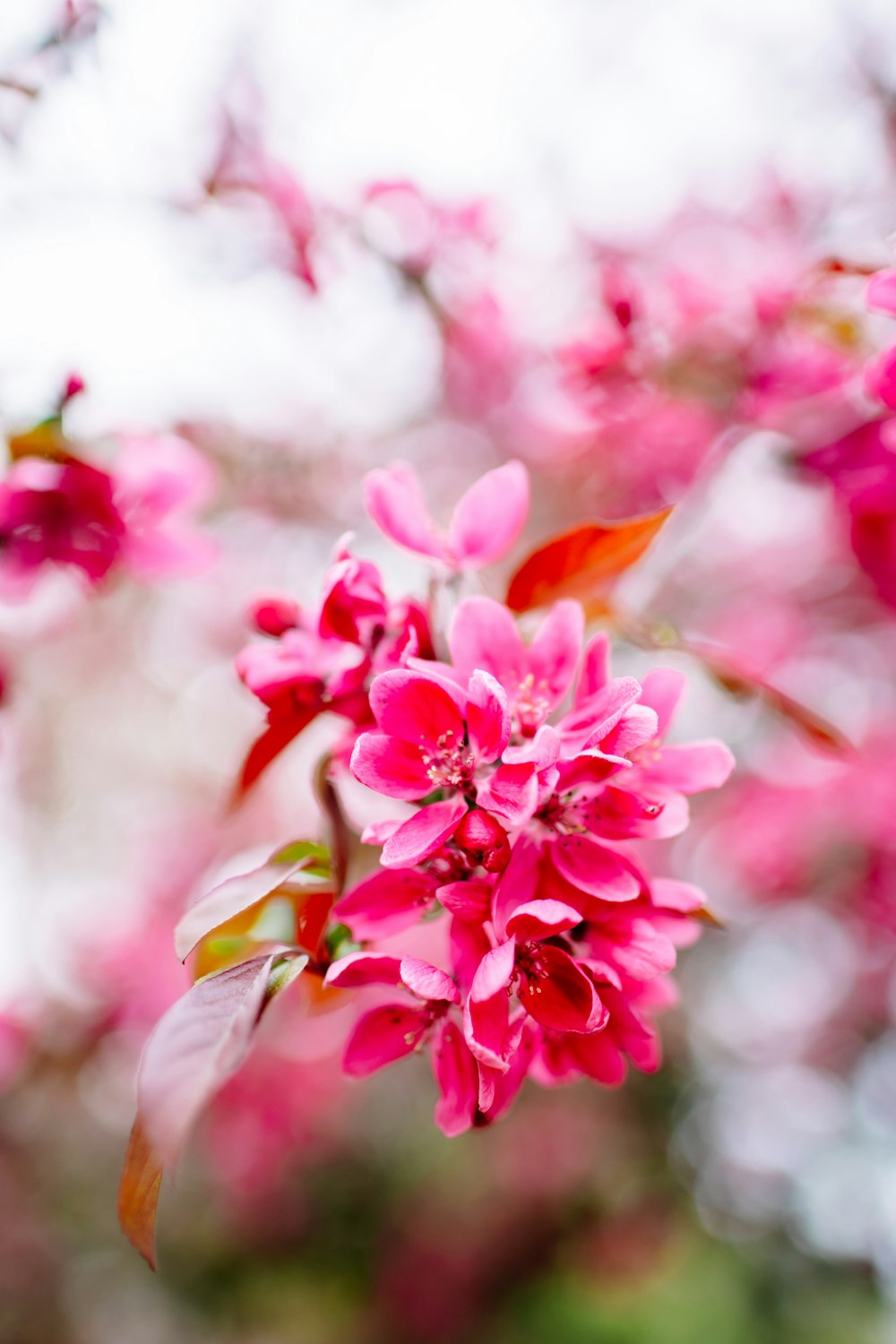 a close up of a pink flower on a tree