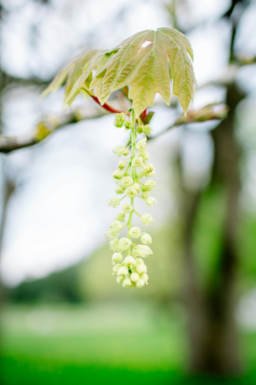 a tree branch with white flowers hanging from it