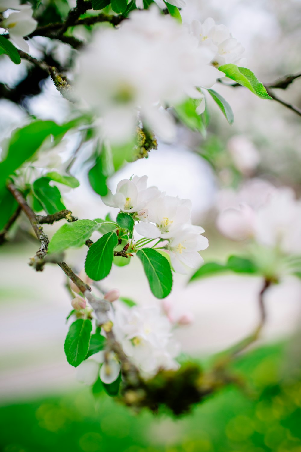 a tree with white flowers and green leaves